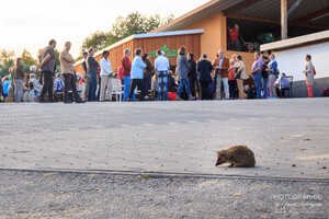 Igel als Gottesdienstbesucher, Foto: David Schölgens