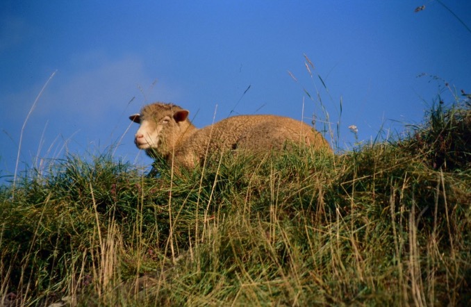 Schaf auf Wiese