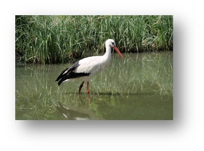 Storch im Wasser